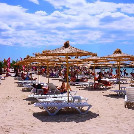 роза - Rosa Bŭlgarevo